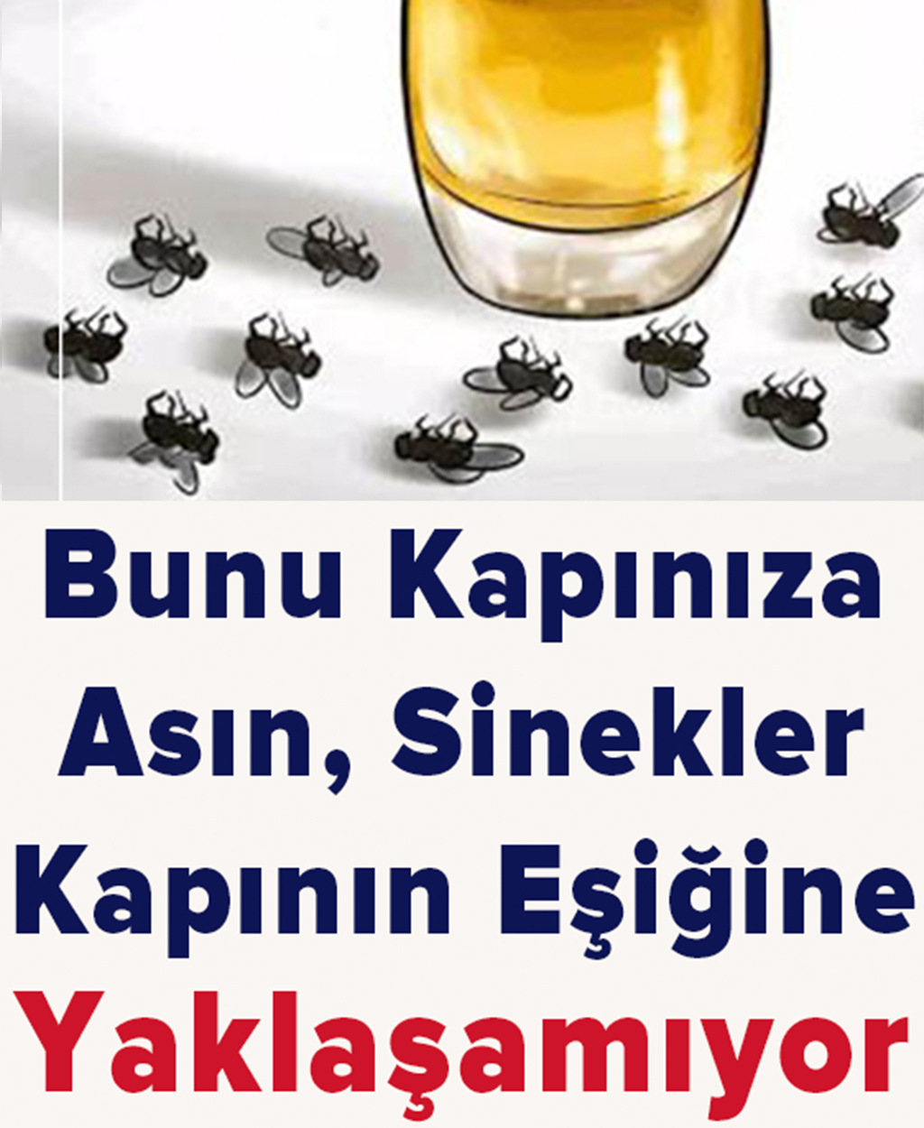 Ne Sinek Ne Böcek Evinizin Eşiğine Yaklaşamayacak - 1